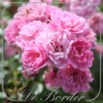 Rosa 'The Fairy'