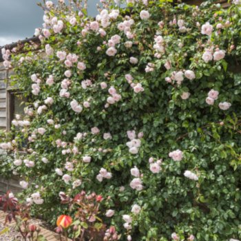 Rosa 'The Generous Gardener'