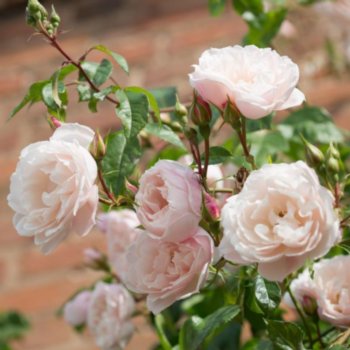 Rosa 'The Generous Gardener'