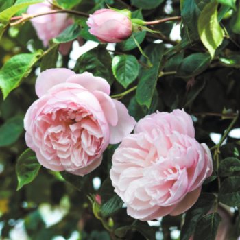 Rosa 'The Generous Gardener'