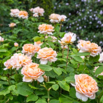 Rosa 'The Lady Gardener'