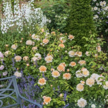 Rosa 'The Lady Gardener'