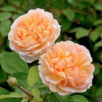 Rosa 'The Lady Gardener'
