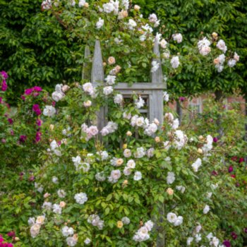 rosa-the-lady-of-the-lake-148 Rosa 'The Lady of the Lake'