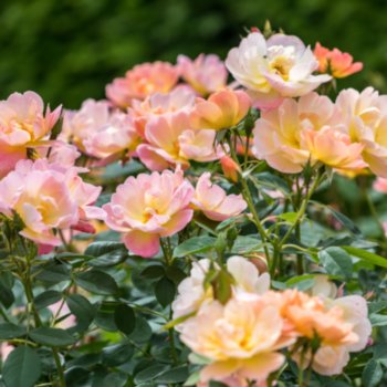 rosa-the-lark-ascending-156 Rosa 'The Lark Ascending'