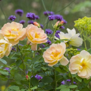 rosa-the-lark-ascending-158 Rosa 'The Lark Ascending'