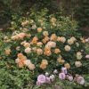Rosa 'The Lark Ascending'