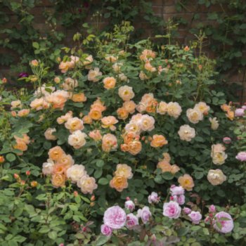 rosa-the-lark-ascending-160 Rosa 'The Lark Ascending'