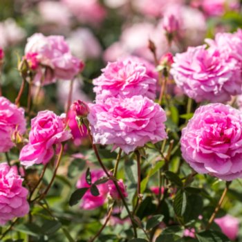 Rosa 'The Mayflower'