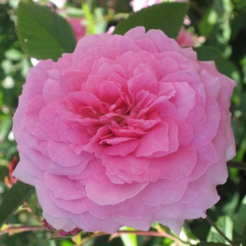 Rosa 'The Mayflower'