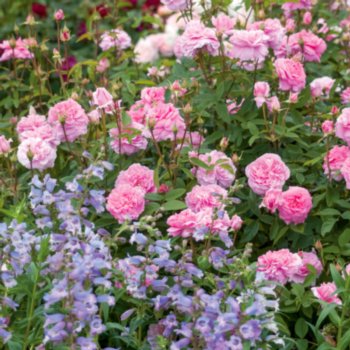 Rosa 'The Mayflower'