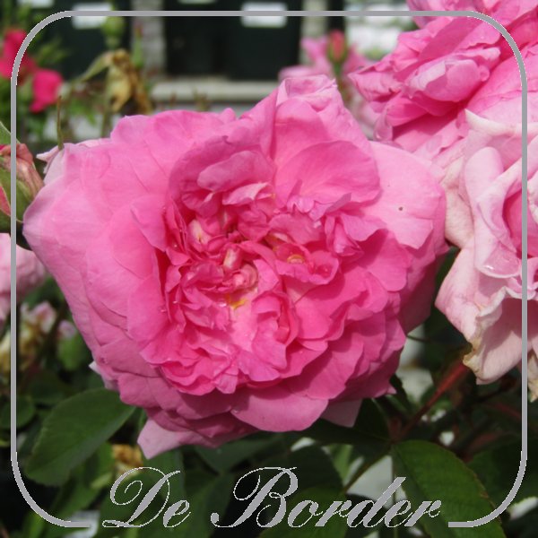 Rosa 'The Mayflower'