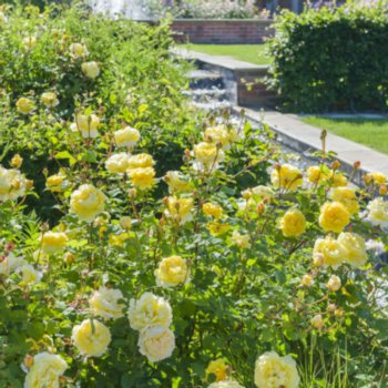 Rosa 'The Poet's Wife'