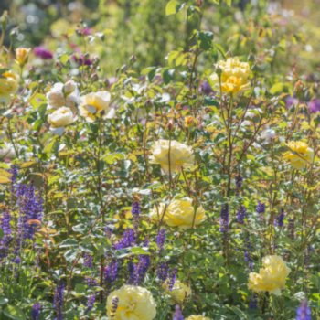 Rosa 'The Poet's Wife'