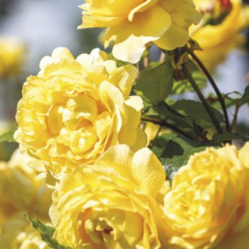 Rosa 'The Poet's Wife'