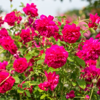Rosa 'Thomas A Becket'