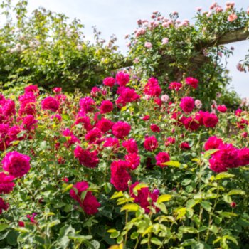 Rosa 'Thomas A Becket'