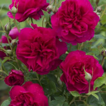 Rosa 'Thomas A Becket'
