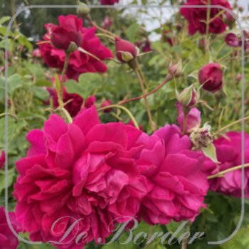 Rosa 'Thomas A Becket'