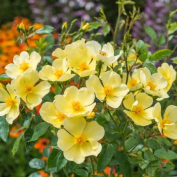 Rosa 'Tottering By Gently'