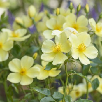 Rosa 'Tottering By Gently'