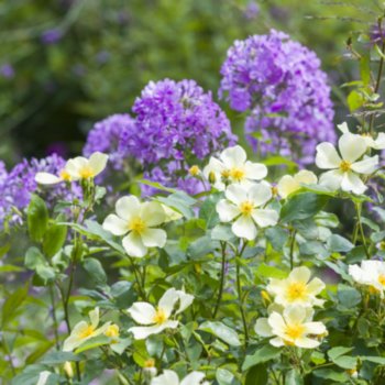Rosa 'Tottering By Gently'