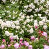 Rosa 'Tranquillity'