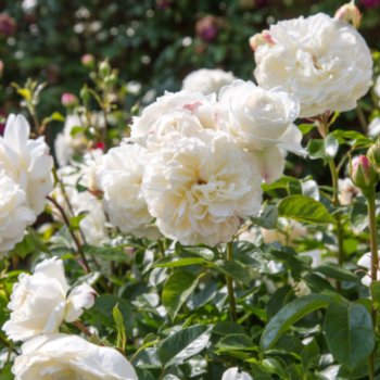 Rosa 'Tranquillity'