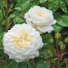 Rosa 'Tranquillity'