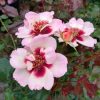 Rosa 'Trendy Babylon Eyes'