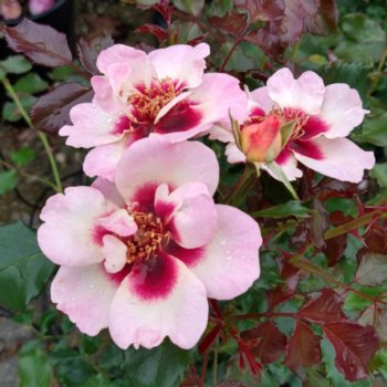 Rosa 'Trendy Babylon Eyes'