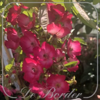 Rosa 'Ubuntu'