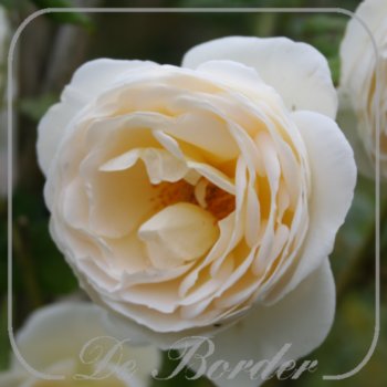 Rosa 'Uetersener Klosterrose'