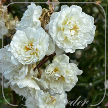 rosa-unschuld-775 Rosa 'Unschuld'