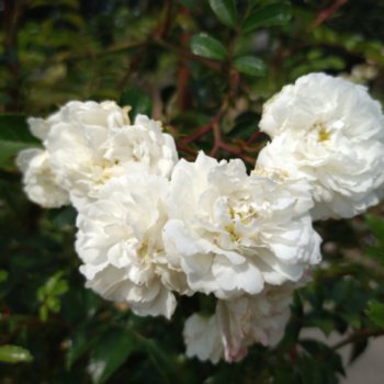 rosa-unschuld-980 Rosa 'Unschuld'