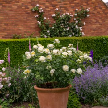 Rosa 'Vanessa Bell'