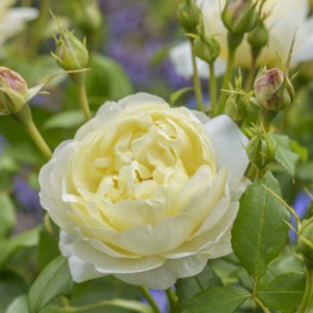 Rosa 'Vanessa Bell'