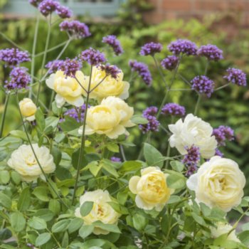 Rosa 'Vanessa Bell'