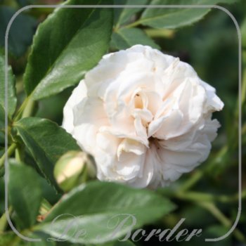 Rosa 'Vanilla'