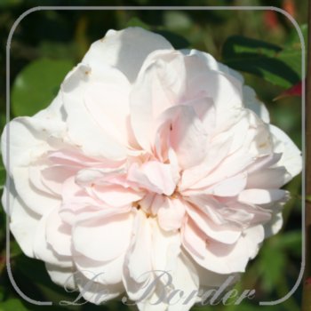 Rosa 'Vanilla'