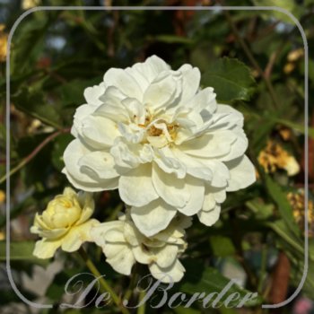 rosa-villa-borghese-767 Rosa 'Villa Borghese'