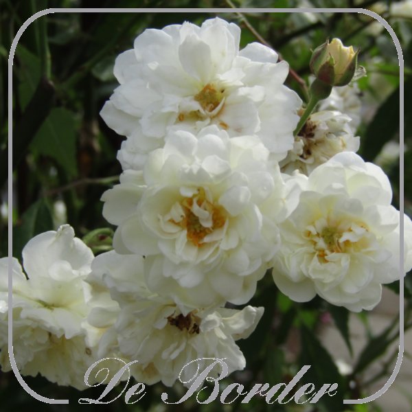 Rosa 'Villa Borghese'