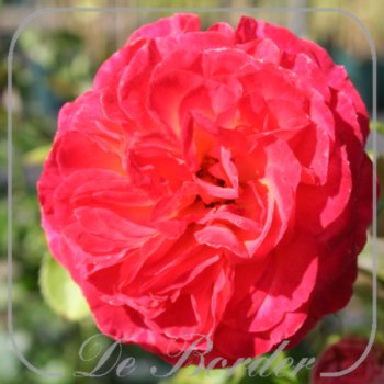rosa-vulcano-668 Rosa 'Vulcano'