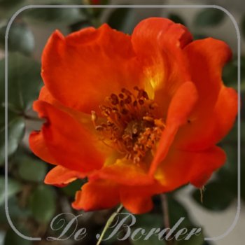 Rosa 'Warm Welcome'