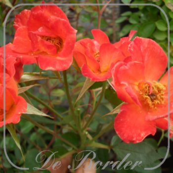 Rosa 'Warm Welcome'