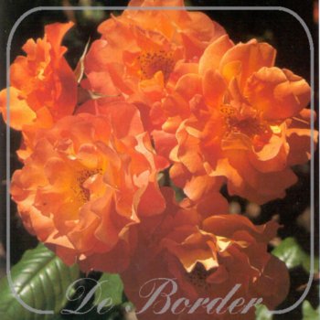 Rosa 'Westerland'