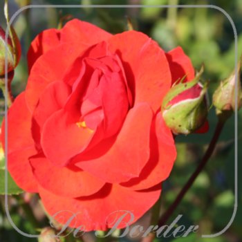 rosa-westpoint-670 Rosa 'Westpoint'