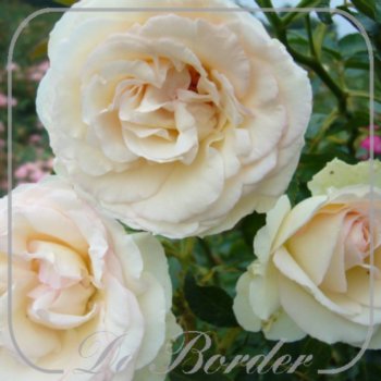 Rosa 'White Eden Rose' --