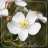 Rosa 'White Fleurette'