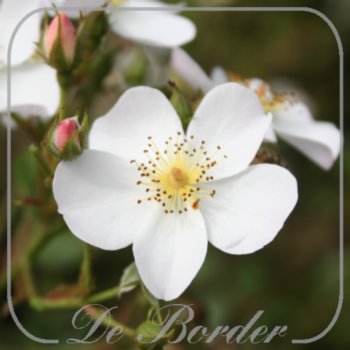 Rosa 'White Fleurette'